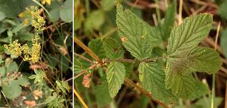 Image result for Rosengewächse