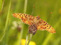 Attēlu rezultāti vaicājumam “Clossiana euphrosyne”