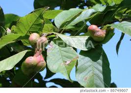 Attēlu rezultāti vaicājumam “Magnolia kobus fruit”