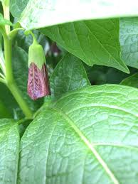 Attēlu rezultāti vaicājumam “Scopolia carniolica leaf”