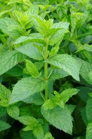 Attēlu rezultāti vaicājumam “Mentha spicata leaf”