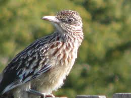 Image result for Reading Roadrunners