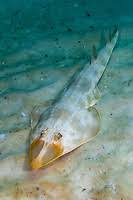 Image result for Pseudobatos lentiginosus