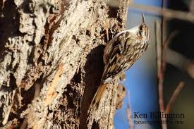 Attēlu rezultāti vaicājumam “Certhia familiaris”