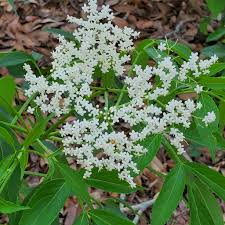 Attēlu rezultāti vaicājumam “Sambucus nigra flower”