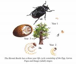 Attēlu rezultāti vaicājumam “Osmoderma barnabita imago”