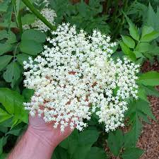 Attēlu rezultāti vaicājumam “Sambucus nigra flower”
