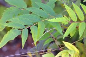 Attēlu rezultāti vaicājumam “Sorbaria sorbifolia bud”