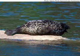 Image result for Pusa hispida