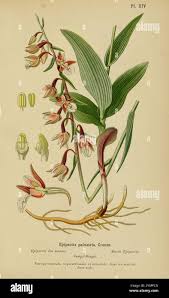 Attēlu rezultāti vaicājumam “Epipactis palustris leaf”