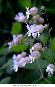 Attēlu rezultāti vaicājumam “Silene vulgaris flower”