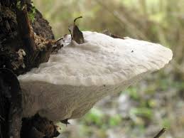 Attēlu rezultāti vaicājumam “Trametes suaveolens”