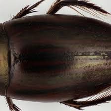 Attēlu rezultāti vaicājumam “Dytiscidae”