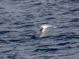 Image result for Phaethon aethereus