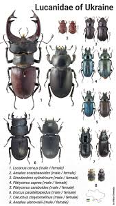 Attēlu rezultāti vaicājumam “Lucanidae”