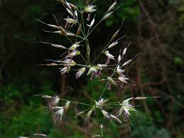 Attēlu rezultāti vaicājumam “Arrhenatherum elatius”