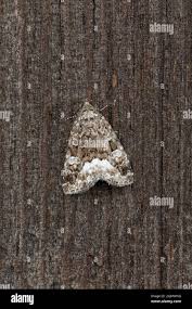 Attēlu rezultāti vaicājumam “Protodeltote pygarga”