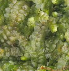 Attēlu rezultāti vaicājumam “Calypogeia integristipula”