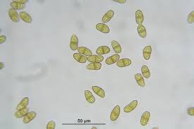 Attēlu rezultāti vaicājumam “Tritomaria exsecta”