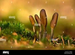 Attēlu rezultāti vaicājumam “Cordyceps ophioglossoides”