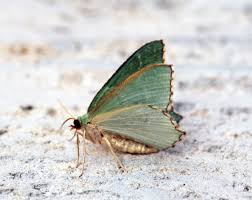 Attēlu rezultāti vaicājumam “Hemithea aestivaria”