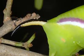 Attēlu rezultāti vaicājumam “Sphinx ligustri larva”
