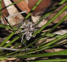 Attēlu rezultāti vaicājumam “Sparassidae”