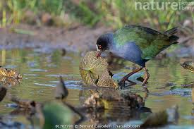 Image result for Porphyrio alleni