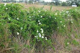 Attēlu rezultāti vaicājumam “Xylita laevigata”