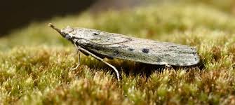 Attēlu rezultāti vaicājumam “Aphomia sociella female”