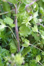 Attēlu rezultāti vaicājumam “Veronica persica leaf”