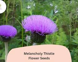 Attēlu rezultāti vaicājumam “Cirsium heterophyllum”