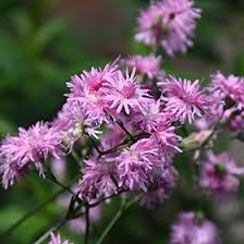 Image result for Lychnis flos-cuculi