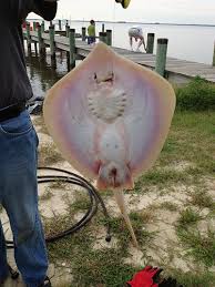 Image result for Hypanus sabinus