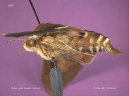 Attēlu rezultāti vaicājumam “Hyles gallii imago”