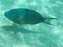 Image result for Sparisoma viride