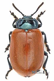 Attēlu rezultāti vaicājumam “Chrysomela populi”