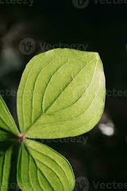 Attēlu rezultāti vaicājumam “Paris quadrifolia leaf”