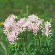 Attēlu rezultāti vaicājumam “Thalictrum aquilegifolium leaf”