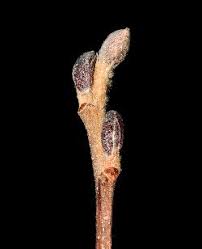 Attēlu rezultāti vaicājumam “Alnus incana bud”