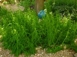 Attēlu rezultāti vaicājumam “Achillea millefolium bud”