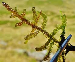 Attēlu rezultāti vaicājumam “Hamatocaulis vernicosus”