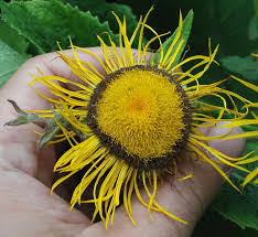 Attēlu rezultāti vaicājumam “Telekia speciosa flower”