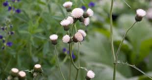 Attēlu rezultāti vaicājumam “Cirsium x rigens leaf”
