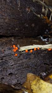 Attēlu rezultāti vaicājumam “Lycogala sphaeroconicum macro”