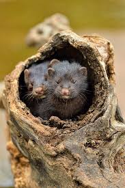 Attēlu rezultāti vaicājumam “Mustela vison”