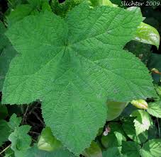 Attēlu rezultāti vaicājumam “Rubus parviflorus leaf”