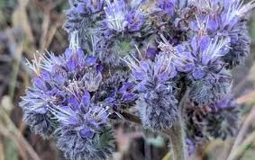 Image result for Phacelia