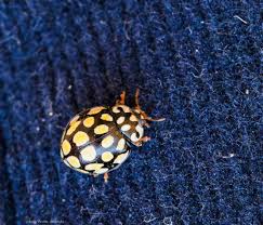 Attēlu rezultāti vaicājumam “Sospita vigintiguttata”