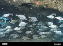 Image result for Pomadasys incisus